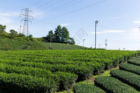 绿茶树林图片