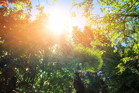 绿色植物和阳光天空背景的叶子图片