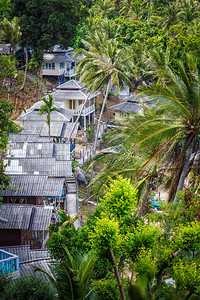 棕榈丛林中的屋顶平房图片