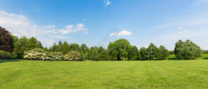 新鲜的草甸景观背景图片