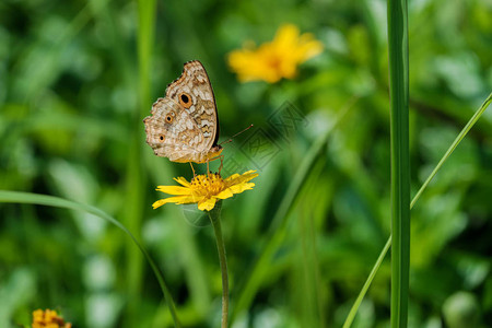 蝴蝶栖息在一朵黄色的花上图片