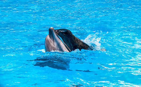 海狗骑着海豚在蓝色的水中玩耍图片