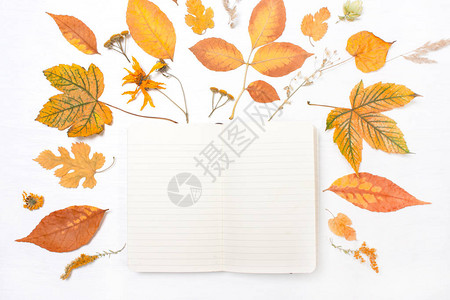 黄色树叶和鲜花框中的笔记秋季成分顶端图片