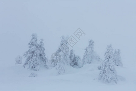 在被雪覆盖的森林中的冬景树图片