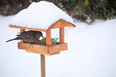 在雪天冬季花园安装的鸟屋中图片