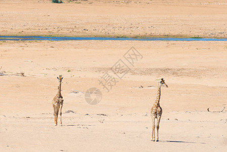 几只长颈鹿在沙漠平底锅上的灌木丛中行走图片