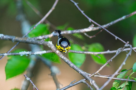 Warbler是北方森林中一个英俊和熟悉的守林人图片