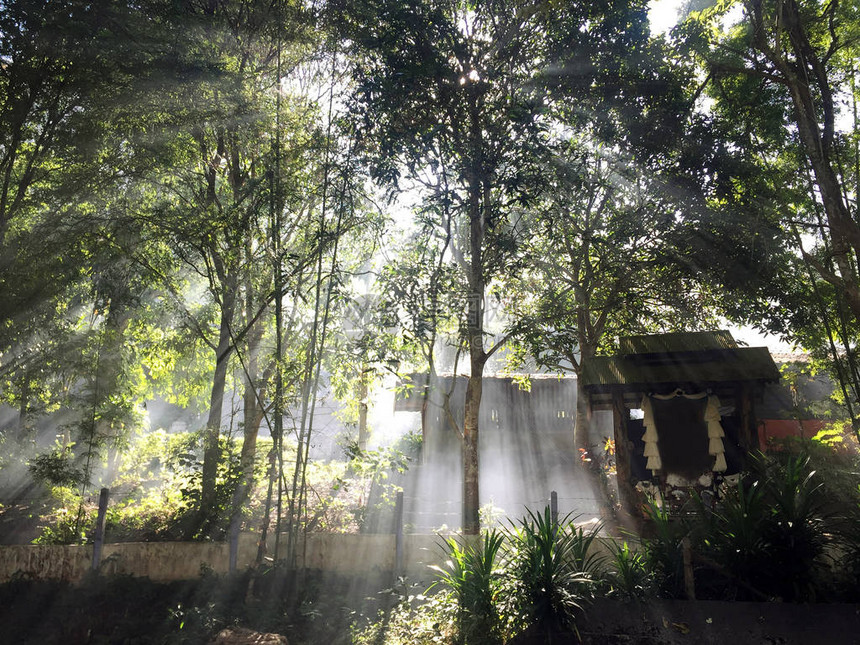 清晨在泰国北部树后面的泰国梅洪孙MeeHongSonThailandPhuCheePer山顶自然阳光下图片