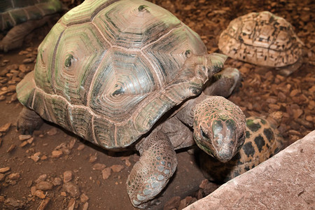 毛里求斯海龟动物园大型土壳图片