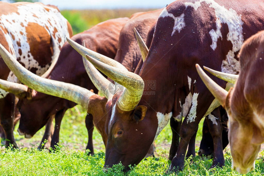 得克萨斯长角牛是一种以其特有的角而闻名的牛品种图片