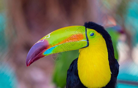 是鸟类家族中色彩缤纷的拉丁美洲成员背景图片