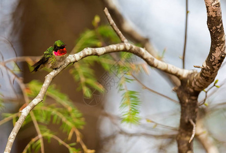 后枕部红喉蜂鸟在北魁克部的北方森林中经过漫长的迁徙后背景