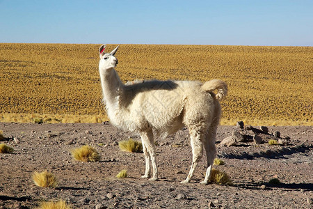 智利阿塔卡马沙漠的Llama图片