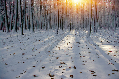 冬季森林的日落图片