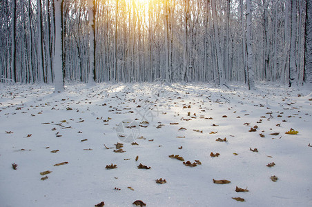 冬季森林的日落图片