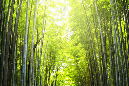 日落时竹林的模糊抽象运图片