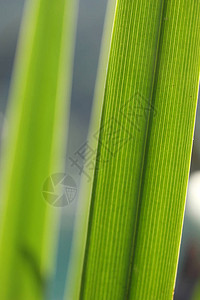大自然中的绿色芦苇特写图片