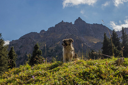 位于西姆布拉克滑雪胜地附近的TuyksuGorge的狗夏季天山脉图片