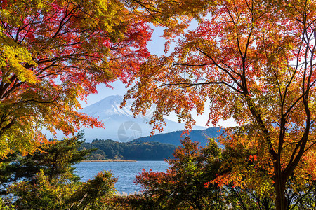 有枫树的富士山图片