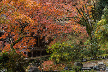 日本语秋季的传统日本庭园背景