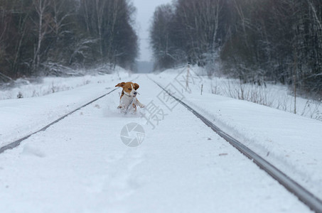 Beagle狗跑来去图片