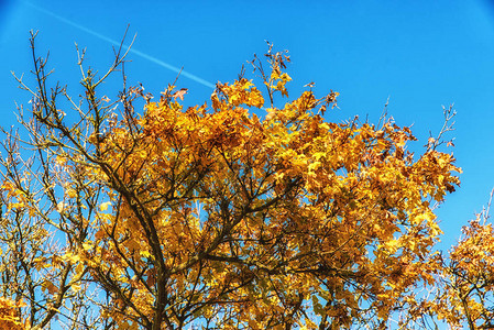 秋天的黄叶在树枝上树顶特写图片