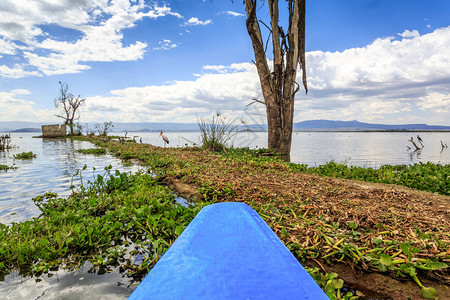 由蓝色独木舟在肯尼亚奈瓦沙湖巡航背景图片