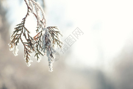 雪中的侧柏树冬天雪阳光背景侧柏树枝上覆盖着白霜图片