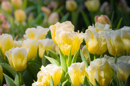 郁金香美丽的郁金香花束五颜六色的郁金香春天的郁金香图片