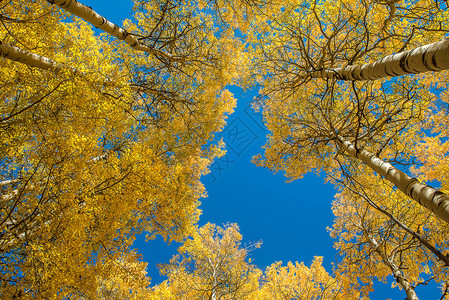 秋天美丽的白杨树背景图片