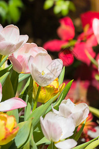 郁金香美丽的郁金香花束五颜六色的郁金香春天的郁金香图片