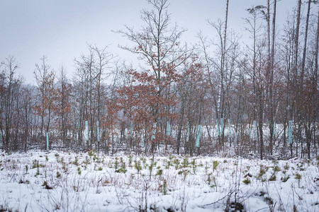 关闭森林背景上飘落的雪花图片