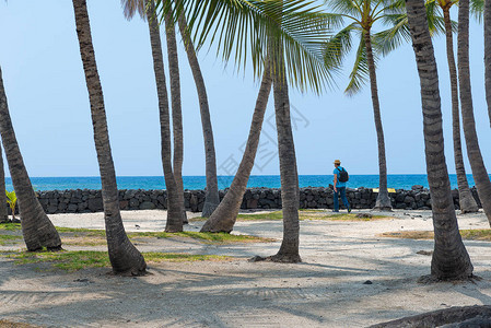 夏威夷美丽的椰子树在夏威夷图片