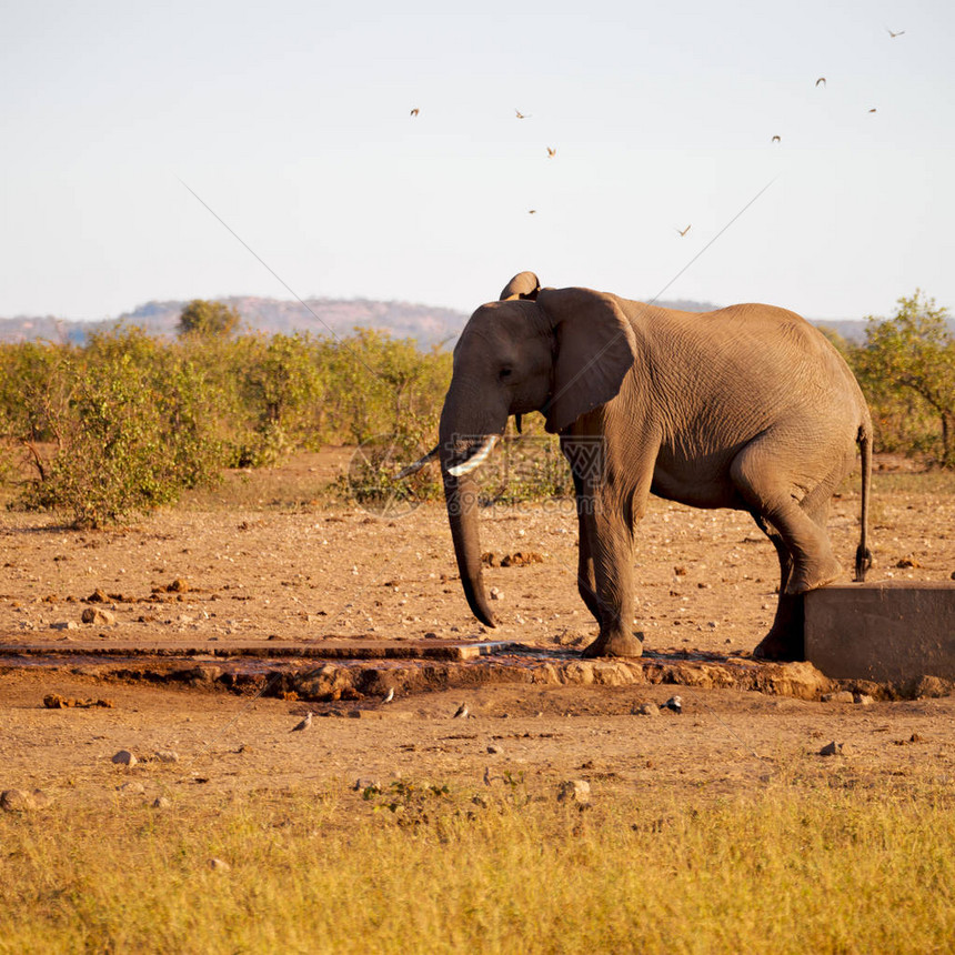 南非洲Kruger野生动物自然保护区和野图片