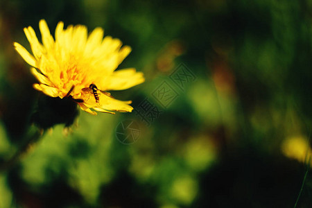 阳光明媚的山上美丽的黄色花朵图片