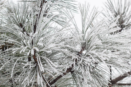 冬天覆盖着白霜的针叶树枝图片