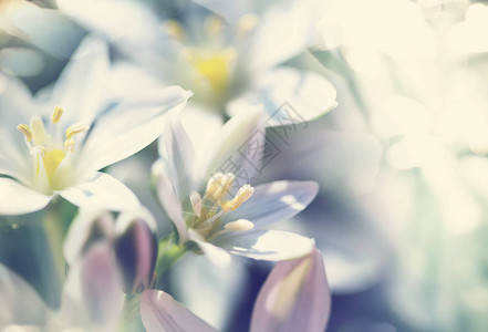 春暖花开美容季花莲在春暖花开的季节背景