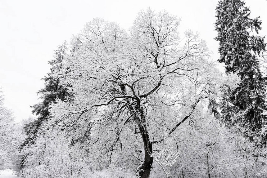 冬树霜山林冰雪图片