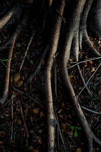 自然背景的林地上的树根和树木图片