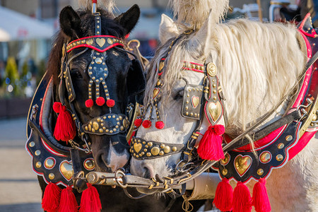 由两匹装饰的马队组成在一辆马图片