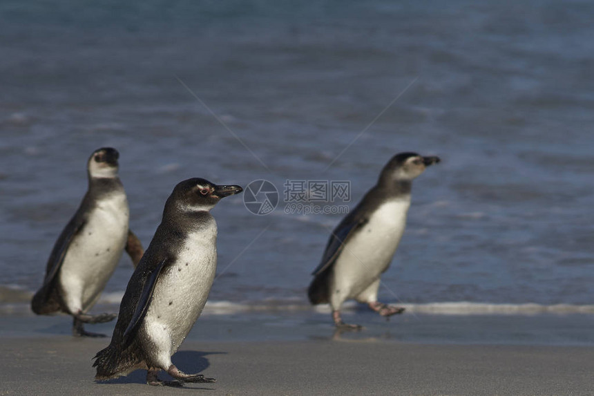 在福克兰群岛Bleaker岛一个沙滩上的幼企鹅Spheniscusmagella图片