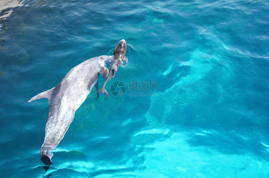 海豚跳水池大海图片