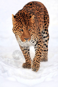 雪地上的豹子肖像图片