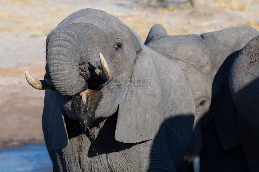 关闭和从水坑喝水的年轻非洲大象的肖像图片