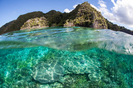 珊瑚生长在印度尼西亚四王群岛的石灰岩岛屿附近图片