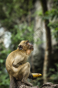 猴子用香蕉泰国图片