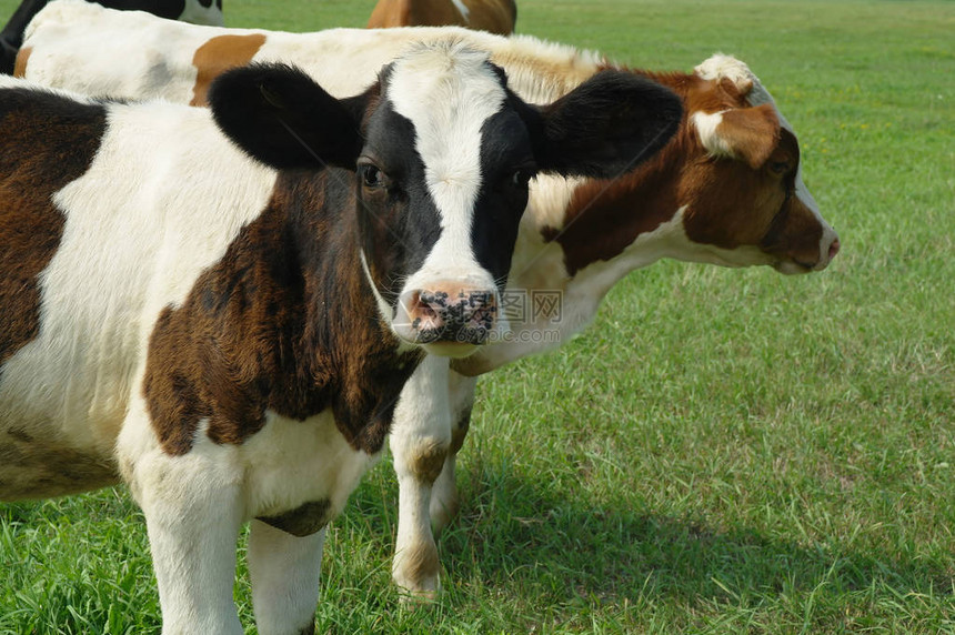 夏季牧场上的小牛图片