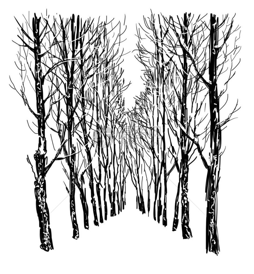 冬季公园树木胡同的图画图片