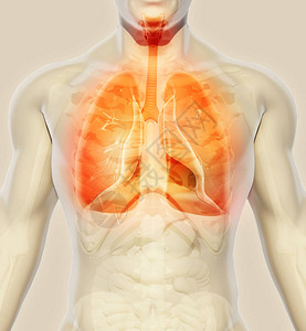 肺的3D插图人体有图片