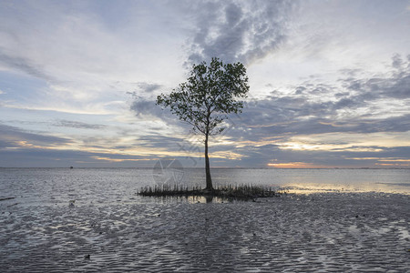 日落时孤单的树海滩上的烈日自图片